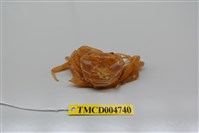 藏品(黃灰澤蟹)的圖片